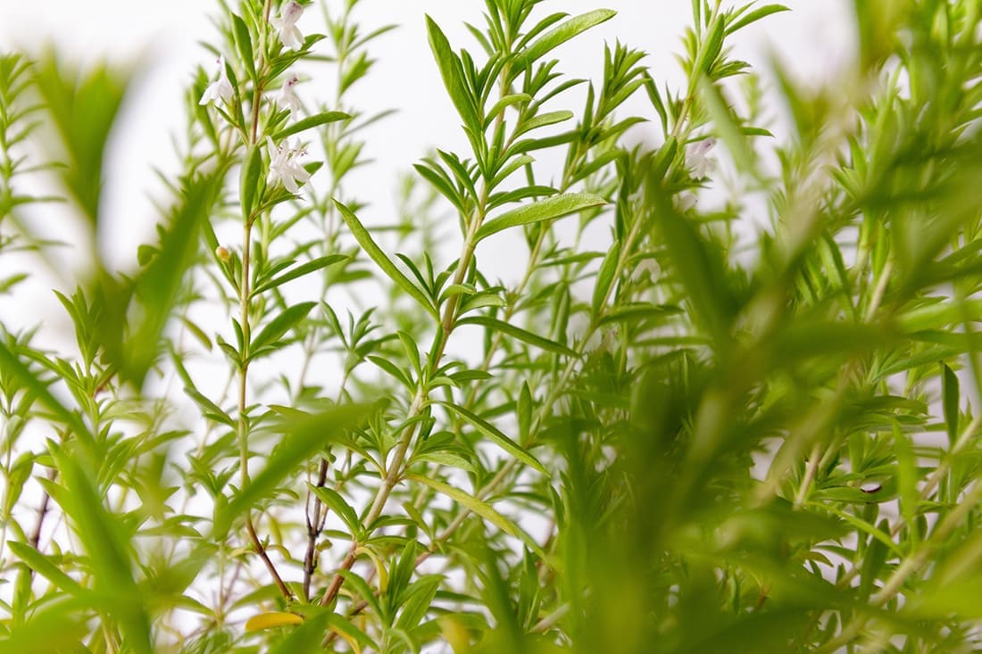 Herbal plants