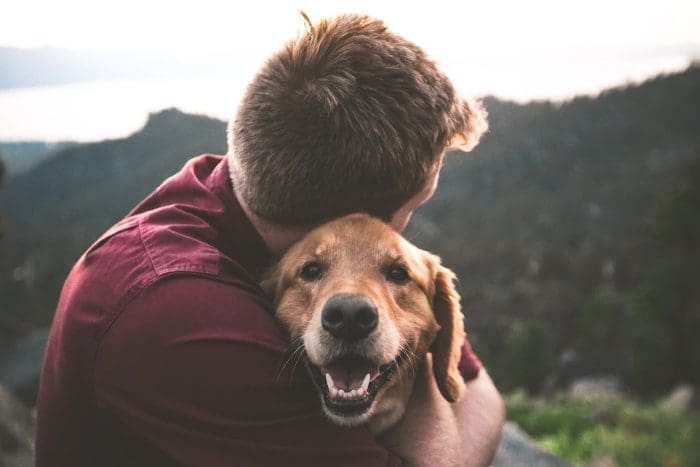 incontinence in dogs
